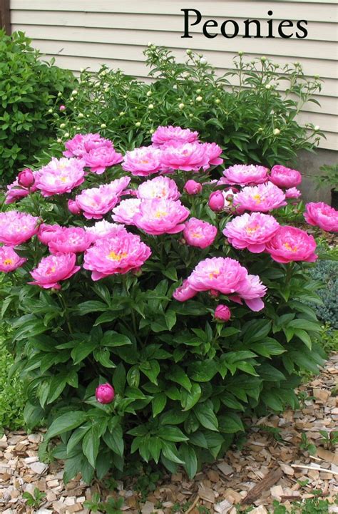 10 Best Perennial Flowering Plants For Your Backyard