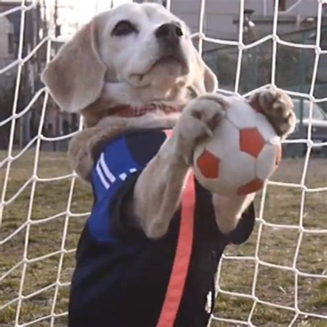 Sorry World Cup We Only Want To Talk About This Dog Playing Soccer