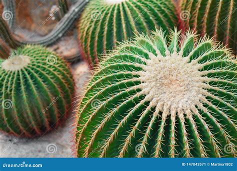 Several Large Round Cacti In The Greenhouse Stock Image Image Of