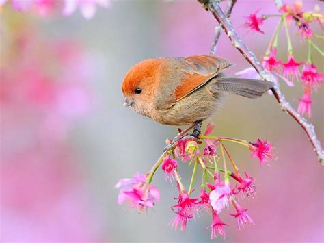 Download Beautiful Bird Animals Birds Hd Desktop Wallpaper By