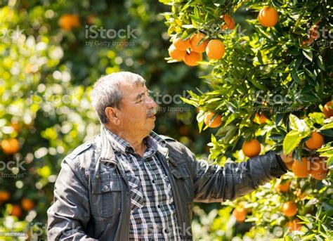 Man Harvesting Oranges In An Orange Tree Stock Photo Download Image