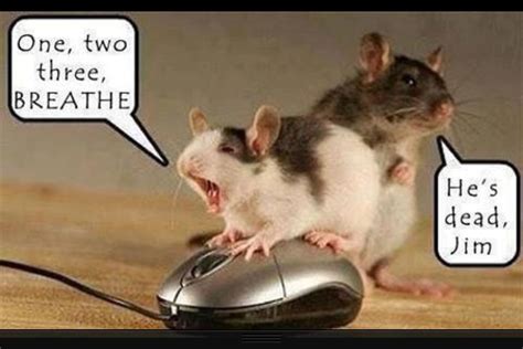 Mouse Died Computer Funny Funnies For My Classroom Pinterest