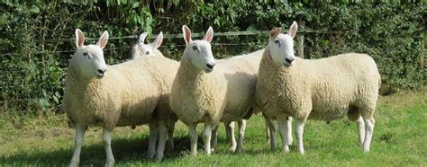 Border Leicester Sheep Breeders Society