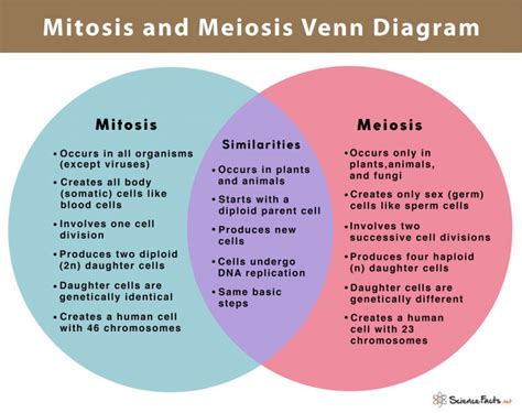 Mitosis Vs Meiosis Main Differences Along With Similarities