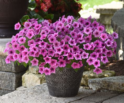 Petunia ‘easy Wave Rose Fusion Greenhouse Product News