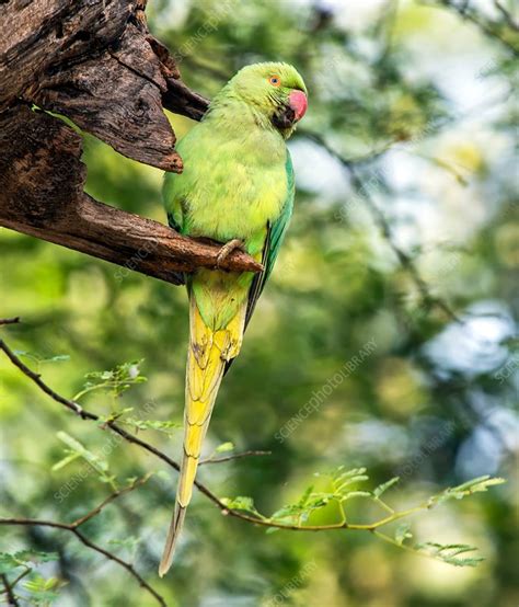 Ring Necked Parakeet In A Tree Stock Image C0303178 Science