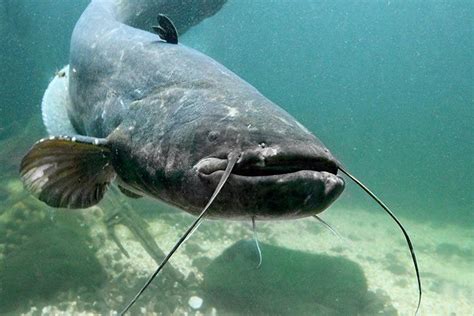 From north to south, it extends over 9.5 km. Wels Catfish