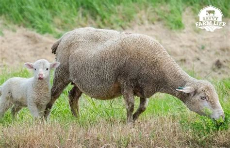 How To Tell If A Sheep Is Pregnant Sheep Pregnancy Guide Savvy Farm Life