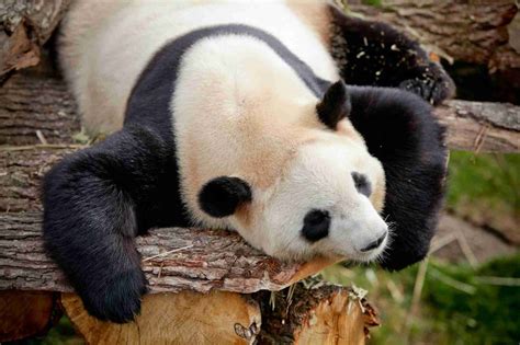 Do Giant Pandas Have Camouflage Explained