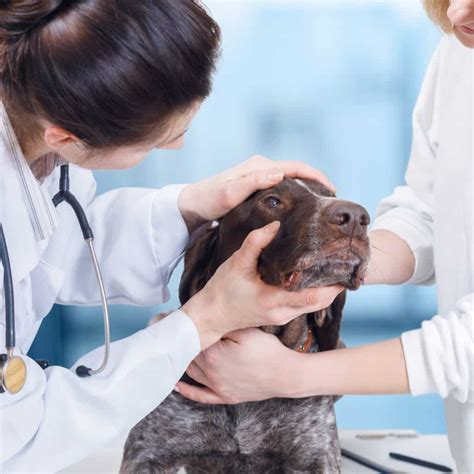 Buying guide for best senior dog food. Senior Dog Q&A: - Zignature Food For Dogs