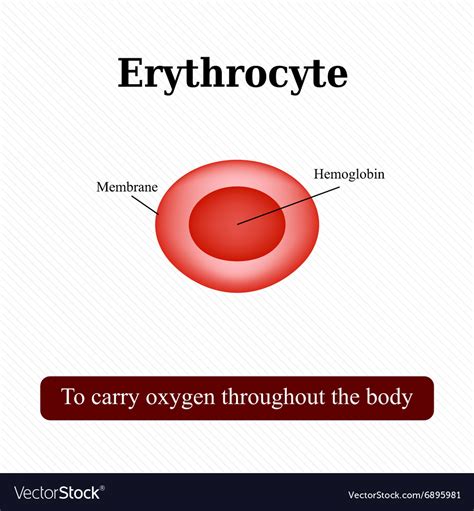 The Structure Of The Red Blood Cell Erythrocyte Vector Image