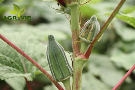 Peut On Planter Du Manioc En France - Agrivie - Quelle est la différence entre semer et planter?... | Facebook