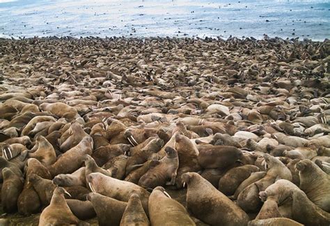 Point Lay Walrus Protection Adapt Alaska