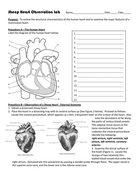 Https://tommynaija.com/worksheet/sheep Heart Dissection Lab Worksheet