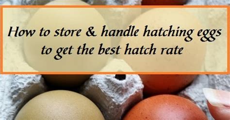 How To Store And Handle Hatching Eggs To Get The Best Hatch Rate