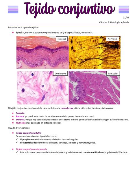 Tejido Conectivo 01 Cátedra 2 Histología Aplicada Recordar Los 4