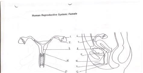💞 Human Reproductive System 1 Female Diagram Quizlet