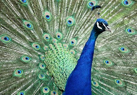 图片素材 性质 鸟 翅膀 轮 绿色 喙 生物学 蓝色 多彩 羽毛 动物群 侧面图 孔雀 特写 虚荣 鸡形目