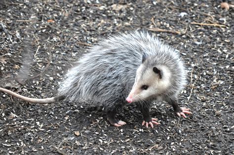 Creature Feature Opossums Are Natures Pest Control Forest Preserve