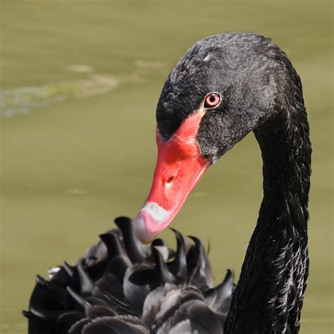 Free Images Wing Animal Wildlife Beak Fauna Close Up Duck