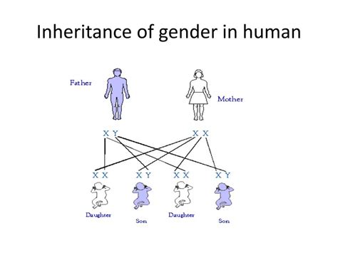 Ppt Theoretical Genetics Powerpoint Presentation Free Download Id1970695