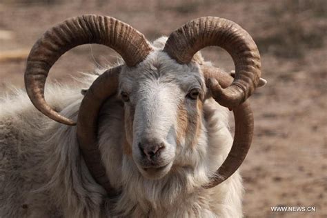 Jacob Sheep Goats Goat Horns Animals Wild