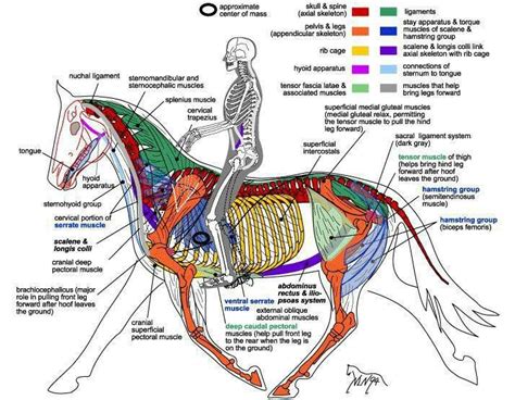 Internal Horse Anatomy Horse Care Horse Health