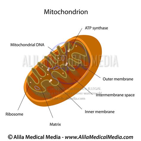 Alila Medical Media Mitochondrion Structure Medical Illustration