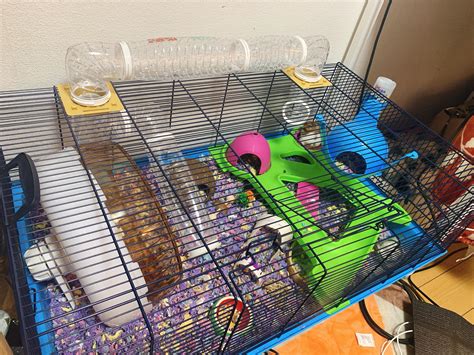 Living In Japan And Finally Found A Better Cage 80x50x50 For Peanut 🐹