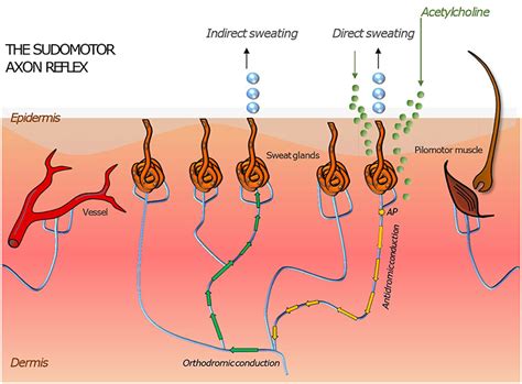 Frontiers Architecture Of The Cutaneous Autonomic Nervous System