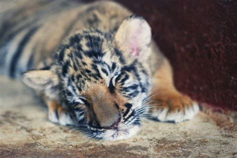 Pictures Funny Baby Tiger Sleepy Cute Baby Tiger Small Tiger Cub