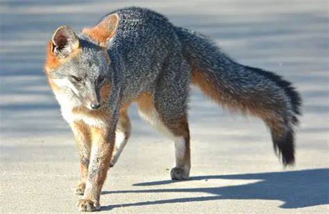 Gray Fox Description Habitat Image Diet And Interesting Facts