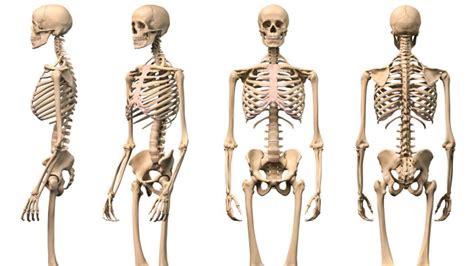 Total 58 Imagen Todos Los Huesos Del Cuerpo Humano Y Sus Nombres