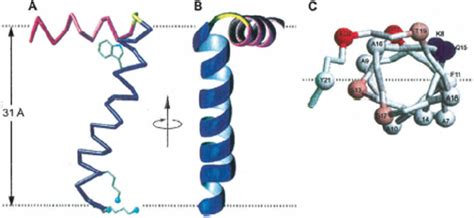 Three Views Of The Structure Of The Membrane Bound Form Of Fd Coat