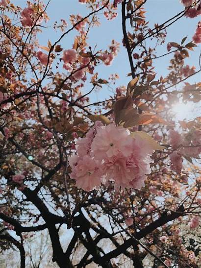 Keren Bunga Sakura Paling Handayani Kamu Mungkin
