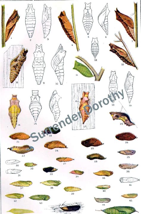 Insect Cocoon Identification Chart My XXX Hot Girl