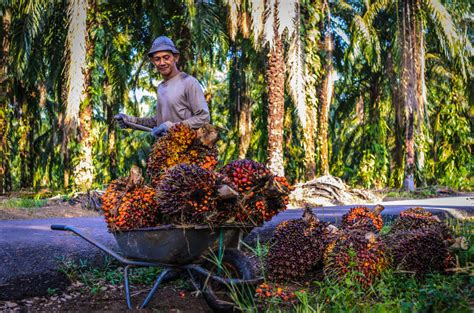 Palm kernel oil production in 1999 was 1.3 million tonnes palm oil is the most traded oil in the world. Malaysia is Directing Its Three Largest Industries to ...