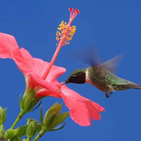 Shade Loving Plants That Attract Hummingbirds Garden Plant