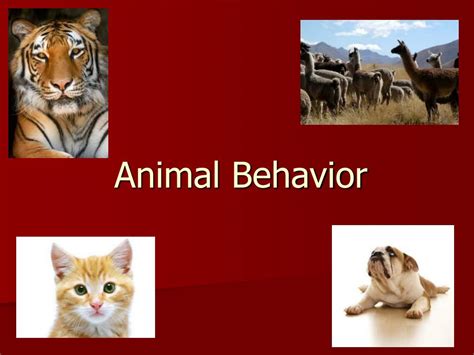 Ppt Animal Behavior Powerpoint Presentation Free Download Id1254399