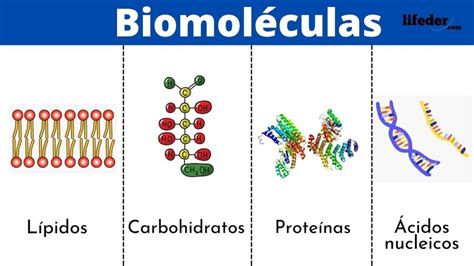 ¿qué Son Las Biomoléculas Niveles De Organización