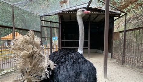 ダチョウ 【公式】池田動物園