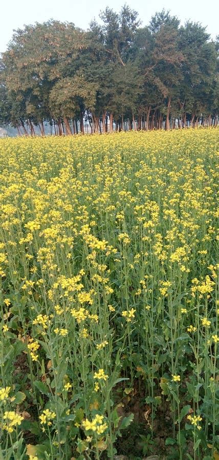 Indian Village Mustard Field Looking Very Charming Stock Image Image