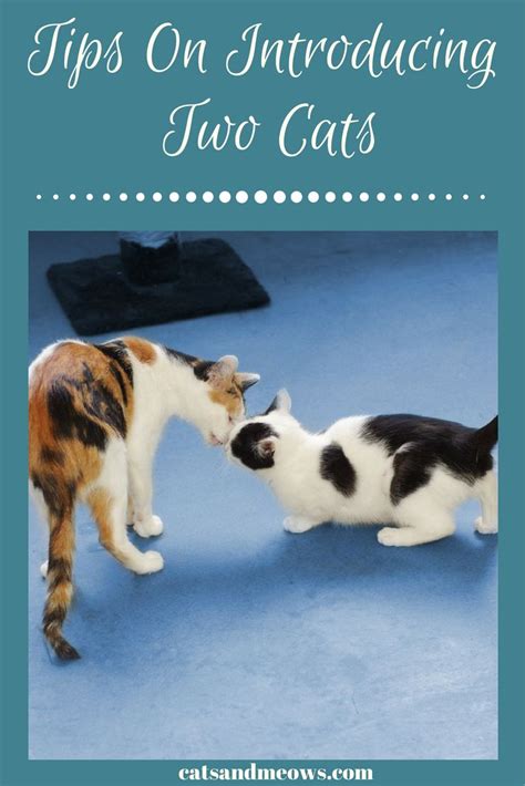 Tips On How To Introduce Two Cats Cats And Meows Cat Training Cat