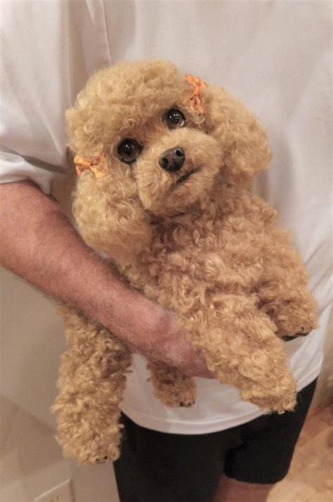 Brownie A Realistic Toy Poodle By Brigitte Crowe Tedsby