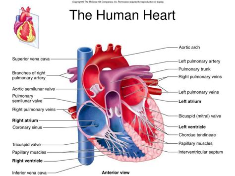 4 Major Blood Vessels In The Heart Photos Idea