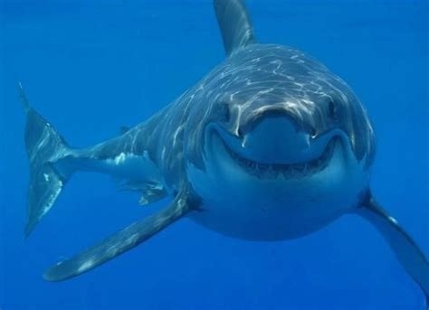 Smiling Shark Ranimalssmiling