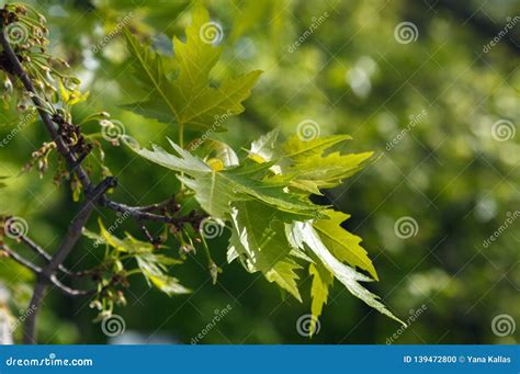 Branch With Green Maple Leaves Close Up Blurred Forest Background