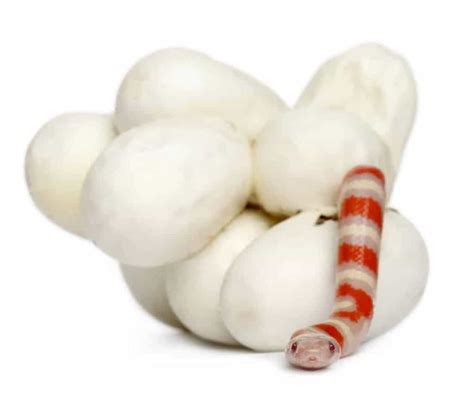 Some snakes have a live birth, but 70 percent lay eggs. How Many Times a Year Do Milk Snakes Lay Eggs? - Embora Pets