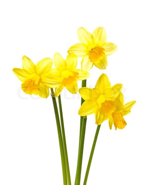 Easter Daffodil Daffodils Stock Photo Colourbox