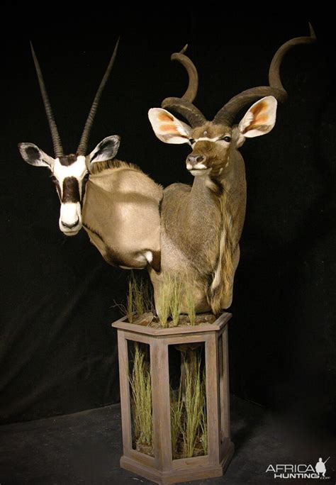 Gemsbok And Kudu Double Pedestal Taxidermy